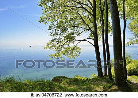 Stock Image - Beech forest on the high bank above the chalk cliffs in spring, fresh greenery, view of the Baltic Sea, Jasmund National Park, UNESCO World Heritage Site, Island of Rügen, Mecklenburg-Western Pomerania, Germany, Europe. Fotosearch