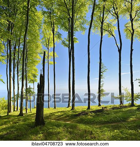 Stock Image - Beech forest on the high bank above the chalk cliffs in spring, fresh greenery, view of the Baltic Sea, Jasmund National Park, UNESCO World Heritage Site, Island of Rügen, Mecklenburg-Western Pomerania, Germany, Europe. Fotosearch