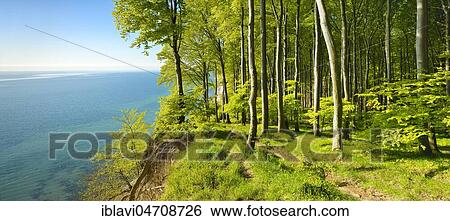 Stock Photograph - Beech forest on the high bank above the chalk cliffs in spring, fresh greenery, view of the Baltic Sea, Jasmund National Park, UNESCO World Heritage Site, Island of Rügen, Mecklenburg-Western Pomerania, Germany, Europe. Fotosearch