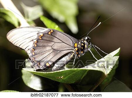 Belus Swallowtail (Battus belus) at the butterfly gardens in Bendorf-Sayn, Rhineland-Palatinate, Germany, Europe View Large Photo Image Stock Photo - Belus Swallowtail (Battus belus) at the butterfly gardens in Bendorf-Sayn, Rhineland-Palatinate, Germany, Europe. Fotosearch