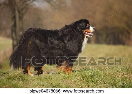 Bernese mountain dog, male, 9 years, old dog, standing in meadow View Large Photo Image Stock Photograph - Bernese mountain dog, male, 9 years, old dog, standing in meadow. Fotosearch