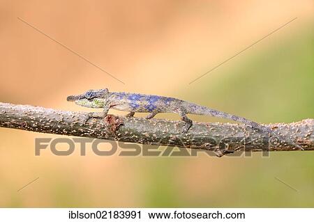 Stock Image - Big-nosed Chameleon (Calumma nasutum), male, foraging, Madagascar, Africa. Fotosearch