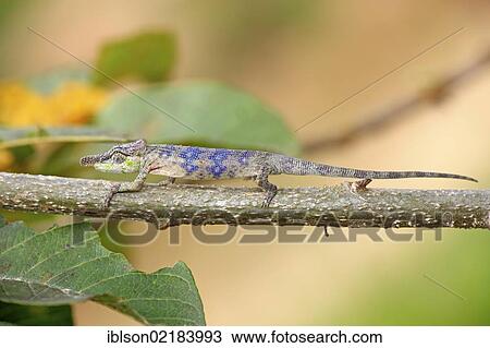 Big-nosed Chameleon (Calumma nasutum), male, foraging, Madagascar, Africa View Large Photo Image Stock Image - Big-nosed Chameleon (Calumma nasutum), male, foraging, Madagascar, Africa. Fotosearch