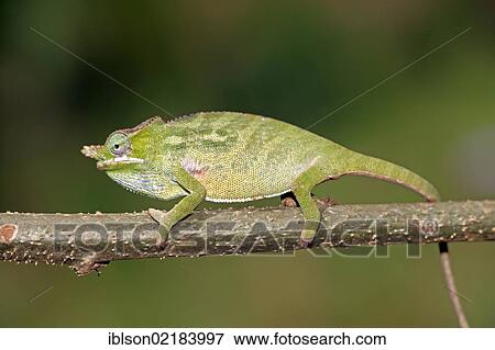 Stock Photo - Big-nosed Chameleon (Calumma nasutum), female, foraging, Madagascar, Africa. Fotosearch