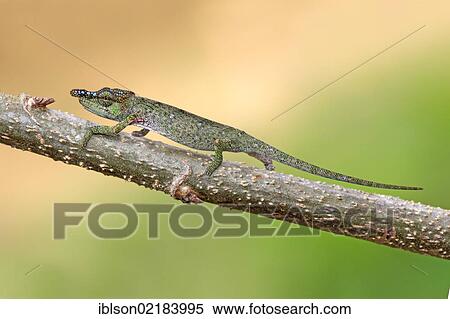 Big-nosed Chameleon (Calumma nasutum), male, foraging, Madagascar, Africa View Large Photo Image Stock Photography - Big-nosed Chameleon (Calumma nasutum), male, foraging, Madagascar, Africa. Fotosearch