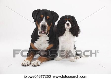 Big Swiss Mountain Dog, male, 7 years old, and Cavalier King Charles Spaniel, female, tricolour, sitting side by side View Large Photo Image Stock Image - Big Swiss Mountain Dog, male, 7 years old, and Cavalier King Charles Spaniel, female, tricolour, sitting side by side. Fotosearch
