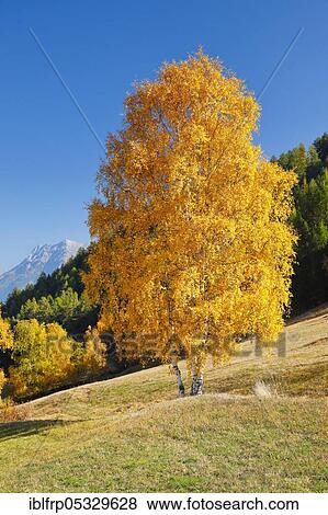 Birch, Lower Engadine, Switzerland, Betula spec, Europe View Large Photo Image Stock Photo - Birch, Lower Engadine, Switzerland, Betula spec, Europe. Fotosearch