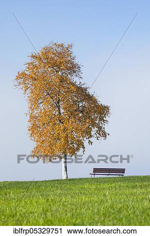 Birch, Ratenpass, Canton Zug, Switzerland, Europe View Large Photo Image Stock Image - Birch, Ratenpass, Canton Zug, Switzerland, Europe. Fotosearch