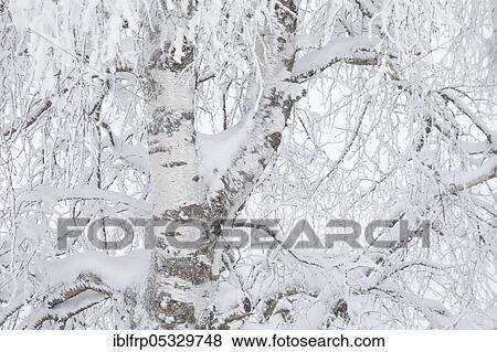 Stock Photo - Birch with hoarfrost, Betula spec., Switzerland, Europe. Fotosearch