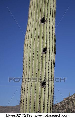 Stock Photo - Birds' nests in a Saguaro cactus (Carnegiea gigantea) in Saguaro National Park, Tucson, Arizona, USA, North America. Fotosearch