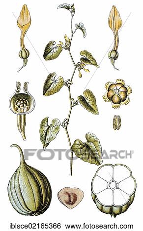 Birthwort (Aristolochia clematitis), medicinal and useful plant, chromolithograph, circa 1790 View Large Photo Image Stock Photograph - Birthwort (Aristolochia clematitis), medicinal and useful plant, chromolithograph, circa 1790. Fotosearch