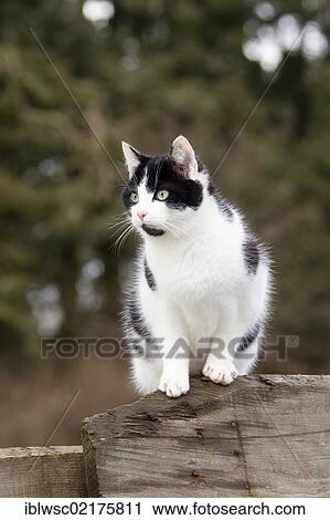 Black and white cat sitting on a fence, Vulkaneifel Region, Rhineland-Palatinate, Germany, Europe View Large Photo Image Stock Image - Black and white cat sitting on a fence, Vulkaneifel Region, Rhineland-Palatinate, Germany, Europe. Fotosearch
