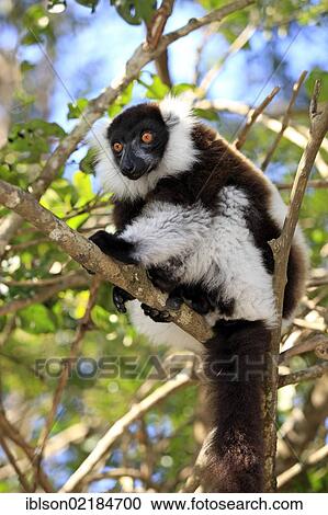 Black-and-white Ruffed Lemur (Varecia variegata), adult in a tree, Madagascar, Africa View Large Photo Image Stock Image - Black-and-white Ruffed Lemur (Varecia variegata), adult in a tree, Madagascar, Africa. Fotosearch