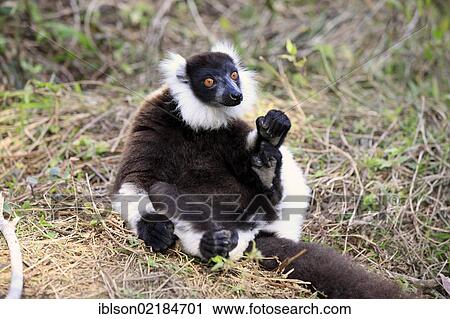 Black-and-white Ruffed Lemur (Varecia variegata), adult sitting on the ground, Madagascar, Africa View Large Photo Image Stock Image - Black-and-white Ruffed Lemur (Varecia variegata), adult sitting on the ground, Madagascar, Africa. Fotosearch