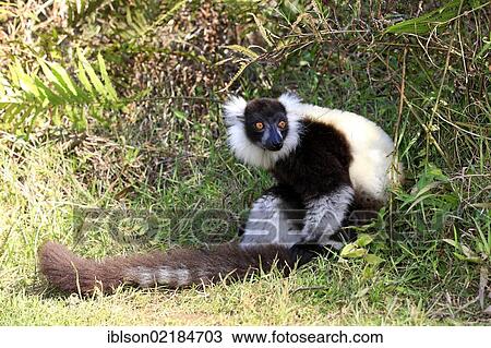 Black-and-white Ruffed Lemur (Varecia variegata), adult sitting on the ground, Madagascar, Africa View Large Photo Image Stock Image - Black-and-white Ruffed Lemur (Varecia variegata), adult sitting on the ground, Madagascar, Africa. Fotosearch