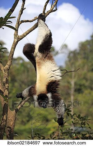 Stock Photo - Black-and-white Ruffed Lemur (Varecia variegata), adult in a tree, foraging, Madagascar, Africa. Fotosearch