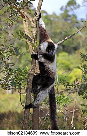 Black-and-white Ruffed Lemur (Varecia variegata), adult in a tree, Madagascar, Africa View Large Photo Image Stock Photo - Black-and-white Ruffed Lemur (Varecia variegata), adult in a tree, Madagascar, Africa. Fotosearch