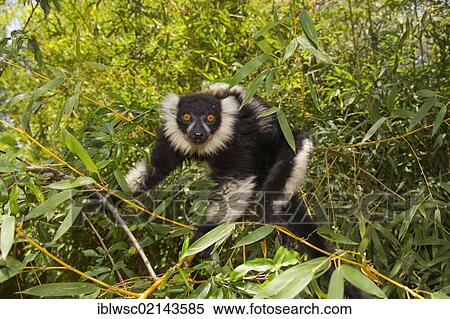 Stock Photography - Black-and-white Ruffed Lemur (Varecia variegata), Madagascar, Africa. Fotosearch