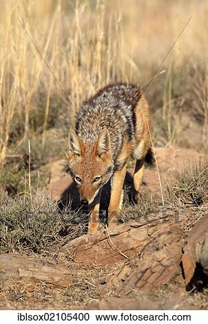 Stock Image - Black-backed jackal (Canis mesomelas), adult, Mountain Zebra National Park, South Africa, Africa. Fotosearch