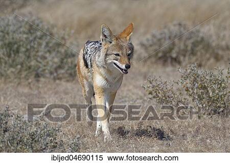 Stock Photography - Black-backed jackal (Canis mesomelas) walking in short dry grass, Etosha National Park, Namibia, Africa. Fotosearch