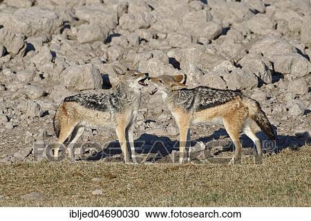 Black-backed jackals (Canis mesomelas), two young animals playing, Etosha National Park, Namibia, Africa View Large Photo Image Stock Image - Black-backed jackals (Canis mesomelas), two young animals playing, Etosha National Park, Namibia, Africa. Fotosearch