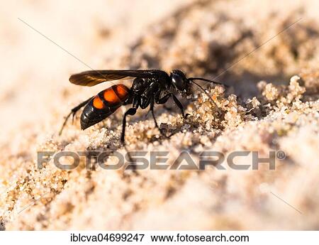 Black-banded spider wasp (Anoplius viaticus), Dünenheide Nature Reserve, Hiddensee Island, Mecklenburg-Western Pomerania, Germany, Europe View Large Photo Image Stock Photo - Black-banded spider wasp (Anoplius viaticus), Dünenheide Nature Reserve, Hiddensee Island, Mecklenburg-Western Pomerania, Germany, Europe. Fotosearch