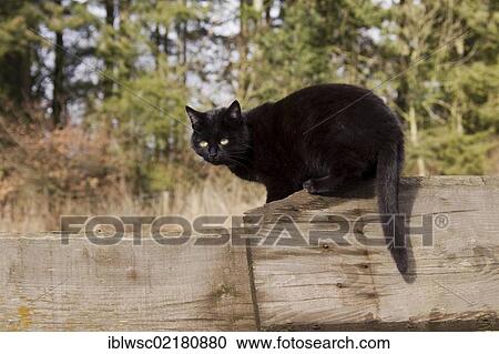 Black domestic cat sitting on a wooden fence, Vulkaneifel region, Rhineland-Palatinate, Germany, Europe View Large Photo Image Stock Image - Black domestic cat sitting on a wooden fence, Vulkaneifel region, Rhineland-Palatinate, Germany, Europe. Fotosearch