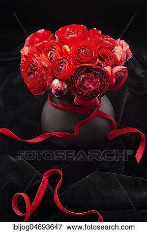 Black flower vase with red ranunculus and red ribbon on black velvet View Large Photo Image Stock Photo - Black flower vase with red ranunculus and red ribbon on black velvet. Fotosearch