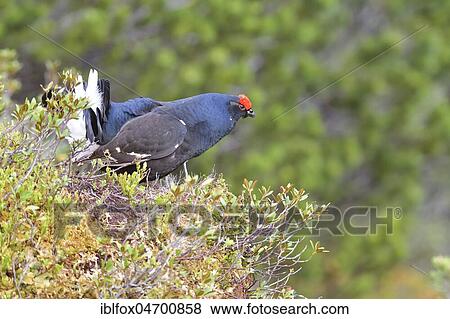 Stock Photo - Black Grouse (Lyrurus tetrix), courtshiping Black Grouse cock, Tyrol, Austria, Europe. Fotosearch