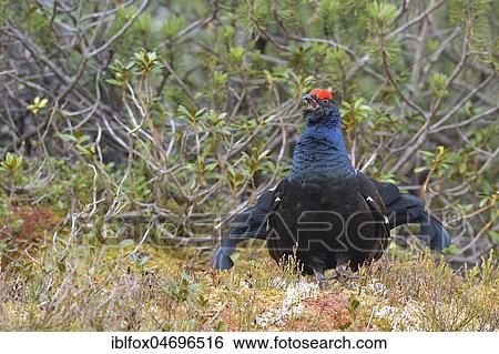Stock Photograph - Black Grouse (Lyrurus tetrix), courtshiping Black Grouse cock, Tyrol, Austria, Europe. Fotosearch