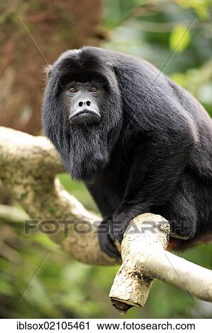 Stock Image - Black howler (Alouatta caraya), adult, male, on a tree resting, captive, Singapore, Southeast Asia, Asia. Fotosearch