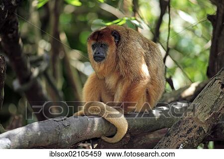 Stock Photo - Black howler (Alouatta caraya), adult, female, on tree, resting, captive, Singapore, Southeast Asia, Asia. Fotosearch