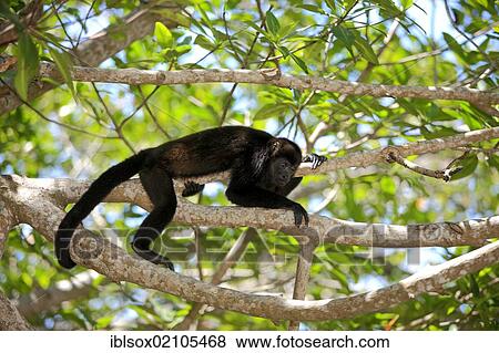 Stock Photo - Black howler (Alouatta caraya), adult, tree, Roatan, Honduras, Central America, Latin America, North America. Fotosearch
