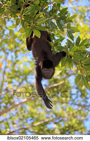 Black howler (Alouatta caraya), adult, tree, foraging, Roatan, Honduras, Central America, Latin America, North America View Large Photo Image Stock Photography - Black howler (Alouatta caraya), adult, tree, foraging, Roatan, Honduras, Central America, Latin America, North America. Fotosearch