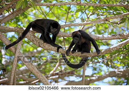 Black howlers (Alouatta caraya), adult, tree, couple, Roatan, Honduras, Central America, Latin America, North America View Large Photo Image Stock Photograph - Black howlers (Alouatta caraya), adult, tree, couple, Roatan, Honduras, Central America, Latin America, North America. Fotosearch