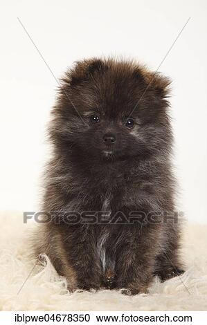 Stock Image - Black Kleinspitz, puppy, 12 weeks, lying on coat, animal portrait, sitting. Fotosearch