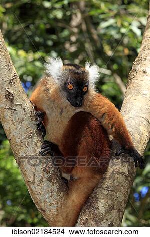 Black Lemur (Eulemur macaco), female adult in a tree, Nosy Komba, Madagascar, Africa View Large Photo Image Picture - Black Lemur (Eulemur macaco), female adult in a tree, Nosy Komba, Madagascar, Africa. Fotosearch