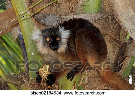 Black Lemur (Eulemur macaco), female, adult, eating, Nosy Komba, Madagascar, Africa View Large Photo Image Picture - Black Lemur (Eulemur macaco), female, adult, eating, Nosy Komba, Madagascar, Africa. Fotosearch