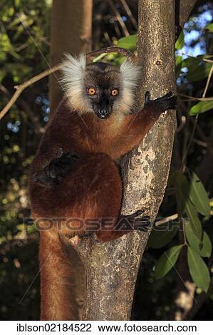 Stock Image - Black Lemur (Eulemur macaco), female with young in a tree, Nosy Komba, Madagascar, Africa. Fotosearch