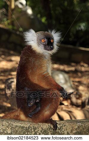 Black Lemur (Eulemur macaco), female with young, Nosy Komba, Madagascar, Africa View Large Photo Image Stock Image - Black Lemur (Eulemur macaco), female with young, Nosy Komba, Madagascar, Africa. Fotosearch