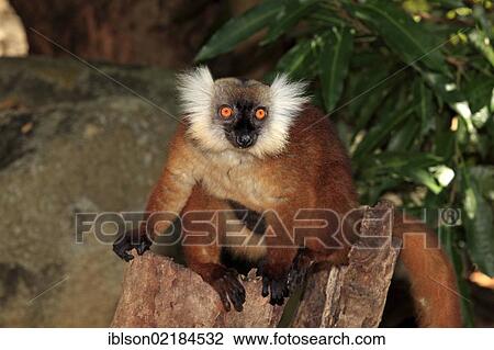 Black Lemur (Eulemur macaco), female with young, Nosy Komba, Madagascar, Africa View Large Photo Image Stock Image - Black Lemur (Eulemur macaco), female with young, Nosy Komba, Madagascar, Africa. Fotosearch