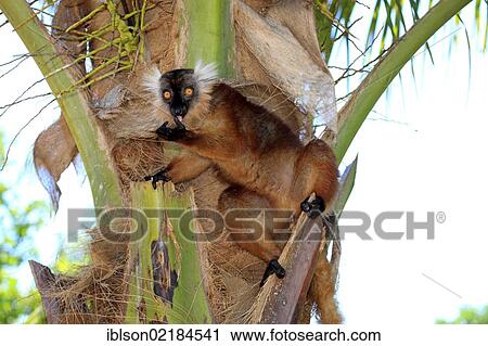 Black Lemur (Eulemur macaco), female, adult, Nosy Komba, Madagascar, Africa View Large Photo Image Stock Image - Black Lemur (Eulemur macaco), female, adult, Nosy Komba, Madagascar, Africa. Fotosearch
