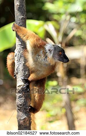 Stock Photo - Black Lemur (Eulemur macaco), female adult in a tree, Nosy Komba, Madagascar, Africa. Fotosearch