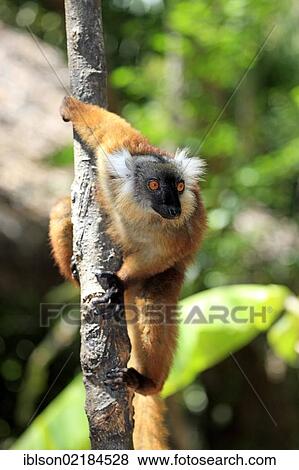 Black Lemur (Eulemur macaco), female adult in a tree, Nosy Komba, Madagascar, Africa View Large Photo Image Stock Photo - Black Lemur (Eulemur macaco), female adult in a tree, Nosy Komba, Madagascar, Africa. Fotosearch