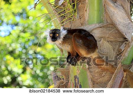 Black Lemur (Eulemur macaco), female, adult, Nosy Komba, Madagascar, Africa View Large Photo Image Stock Photo - Black Lemur (Eulemur macaco), female, adult, Nosy Komba, Madagascar, Africa. Fotosearch