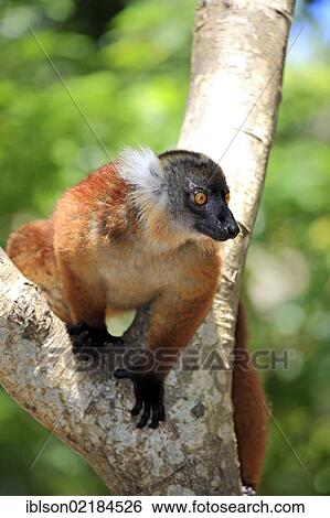 Black Lemur (Eulemur macaco), female adult in a tree, Nosy Komba, Madagascar, Africa View Large Photo Image Stock Photograph - Black Lemur (Eulemur macaco), female adult in a tree, Nosy Komba, Madagascar, Africa. Fotosearch