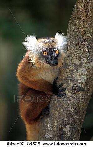 Stock Photography - Black Lemur (Eulemur macaco), female adult in a tree, Nosy Komba, Madagascar, Africa. Fotosearch