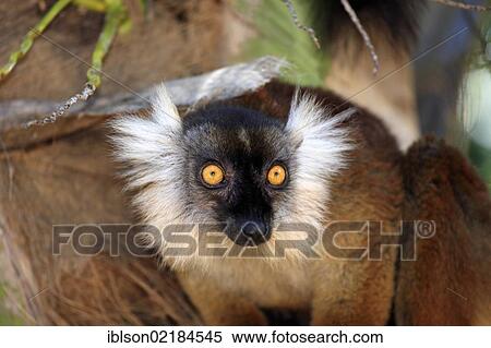 Black Lemur (Eulemur macaco), female, adult, portrait, Nosy Komba, Madagascar, Africa View Large Photo Image Stock Photography - Black Lemur (Eulemur macaco), female, adult, portrait, Nosy Komba, Madagascar, Africa. Fotosearch