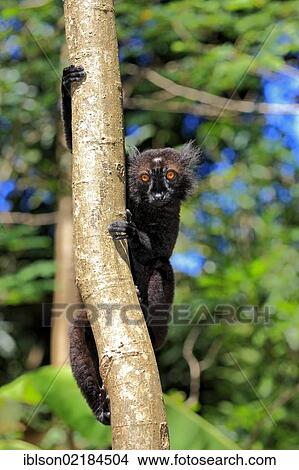 Picture - Black Lemur (Eulemur macaco), male adult in a tree, Nosy Komba, Madagascar, Africa. Fotosearch