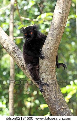 Stock Image - Black Lemur (Eulemur macaco), male adult in a tree, Nosy Komba, Madagascar, Africa. Fotosearch
